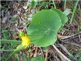 Opojna zlatica (Ranunculus thora)