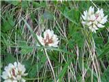 Bleda detelja (Trifolium pallescens)