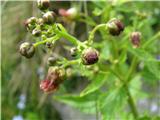 Scopolijeva črnobina (Scrophularia scopolii)