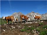 Joch-Tscheltscher Alpe Tudi krave že uživajo na planini