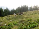 Na planini Korošici se pase tudi čreda konj.