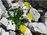 Alpski regrat (Taraxacum alpinum)