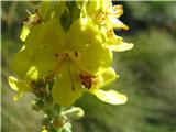 Naprašeni lučnik (Verbascum lychnitis)