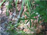 Gozdna lakota (Galium sylvaticum)