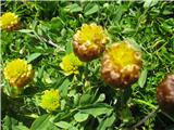 Kostanjevorjava detelja (Trifolium badium)