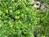 Alpska plahtica-Alchemilla alpina-rožnice-Rosaceae.Je mnjaša kot navadna plahtica in ima manjše liste nekako obrobljene z opazno belo črto.