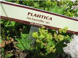 Plahtica (Alchemilla sp.)