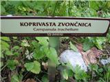 Koprivasta zvončica (Campanula trachelium)