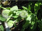 Zajčicolistna škržolica (Hieracium prenanthoides)
