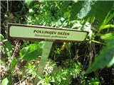 Pollinijev dežen (Heracleum pollinianum)