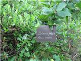 Zelena jelša (Alnus viridis)