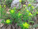 Bradavičasti mleček (Euphorbia verrucosa)
