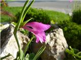 Ilirski meček (Gladiolus illyricus)