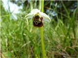 Čmrljeliko mačje uho (Ophrys holosericea)