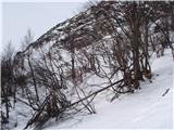 polomljeno drevje še iz časov bolj sneženih zim 
