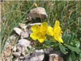 Cvetje velikocvetnega popona.Ima največji cvet. Na grebenu Črne prsti je vse rumeno malocvetnega .