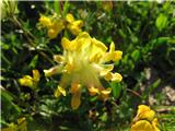 Alpski ranjak (Anthyllis vulneraria ssp. alpestris)