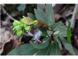 Mandljevolistni mleček (Euphorbia amygdaloides)