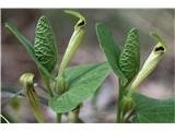 Rumeni podraščec (Aristolochia lutea)