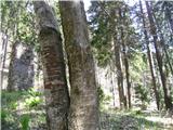 Ston- Medvedjak- Tirske peči-  do hotela - Boskovec- Alpski vrt- Ston Pri spomeniku na Stonu