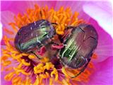 Navadna potonika (Paeonia officinalis)