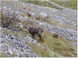 Kamniško sedlo - Brana - Turska gora - Skuta - Štruca - Kokrsko sedlo Krasan odrasli mužjak, malo pod sedlom 