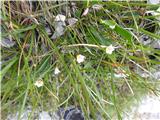 Vsekakor iz rodu lanovk-zelo drobna ,majhna cvetica ,skrita med nizkimi travami-lan predivec.
