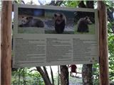 Taoca -1904m Romunija ima največjo populacijo rjavih medvedov v Evropi.Včasih zakorakajo celo v naselja.