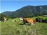 2019.09.05.17 govedo in Kisovec z Gozda