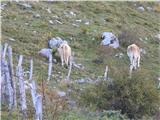 Na planini  Zapleč je govedo še vedno na paši.