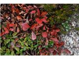 Alpski gornik nas vsako jesen razveseli s svojo rubinasto barvo.