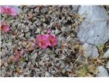 Polno je sivozelenih blazinic bleščečega petoprstnika-to so nam znane triglavske rože. Vmes so še zadnji cvetki.