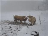 Biki so se bolj kot jaz,čudili novega snega(pirzor mi je pričaral spomin na Jake v Tibetu)