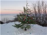 Božično drevo na vrhu Donačke.