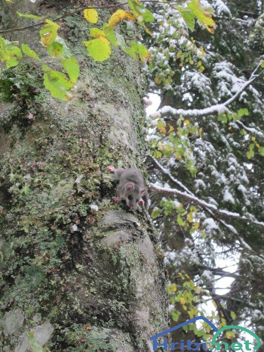 Na poti v dolino mi je pred nogo skočila ena majhna žival (mogoče miška ali polh) in nato odplezala na drevo