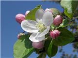 Cvet jablane,katere sorte ne vem,vam v jeseni povem.