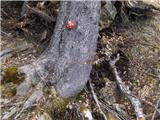 Koroška Bela (RC Kres) - Planina Stamare