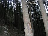 Rogovilec - Rački stan -Račka vrata -Rebrski stan -Rogovilec  Sledilo je še več plzovin in končno smo našli- velik rdeč L na drevesu