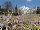 Pomladanski žafran na planini pod Kališčem