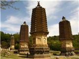 Gozd pagod