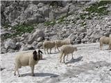 poletna osvežitev za ovce