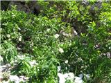 Platanolistna zlatica (Ranunculus platanifolius)
