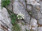 Alpska jelenka (Athamanta cretensis)