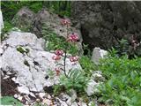 Turška lilija (Lilium martagon)