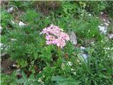 Rožnordeči dežen-heracleum austriacum l.-kobulnice. Rasel ob poti za planino Dedno polje proti planini Ovčariji-