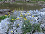 Alpska škržolica- hieracium alpinum-radičevke.Rastla pri zbirnem jezeru nad kočo