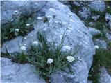 Beli rman imenovan tudi planinski pelin-achillea clavenae l. , pa je še bolj pogost.