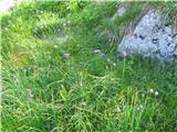 Zelena dolinica gorskega drobnjaka- allium schoenoprasum l. Več jih ima že odprte cvetove. Raste samo na poti  za Veliko Špičje.