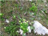 Traunfellnerjeva zlatica (Ranunculus traunfellneri)