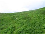 Pa še polje plahtice pod Kopico-zeleni travniček namenjen nabiranju čaja.